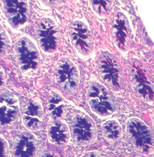 ALCIAN BLUE pH 2.5 P.A.S.