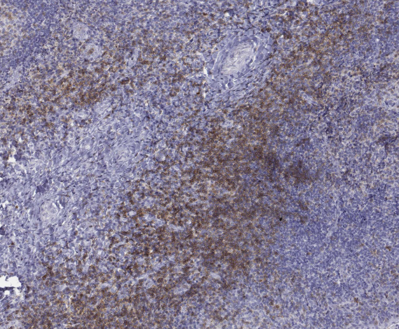 C3D ANTIBODY